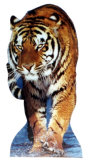 Tiger Stand Up