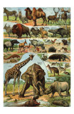 Mamiferes II Posters
