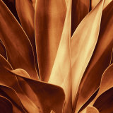 Santa Fe I Posters by Caroline Kelly