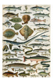 Poissons Poster