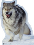 Wolf Stand Up
