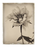 Sepia Peony Print by Deborah Schenck