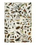 Insectes Kunstdrucke