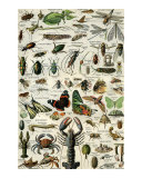 Arthropodes Poster
