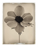 Sepia Anemone Poster par Deborah Schenck