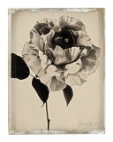 Sepia Rose Posters by Deborah Schenck