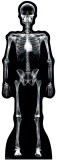 X-Ray Skeleton Stand Up