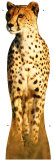 Cheetah Stand Up