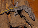 Golden-Tailed Gecko with Huge Red and Black Eyes and Spotted Skin Photographic Print by Jason Edwards