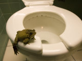 An Eastern American Toad in a Motel Room Bathroom Photographie par Joel Sartore