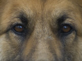 German Shepherd Dog's Eyes Photographie par David Edwards
