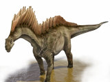 Double Row of Spines Extend From the Vertebrae of Amargasaurus Photographic Print