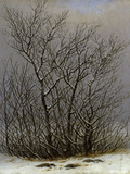 Bushes in the Snow Giclee Print by Caspar David Friedrich