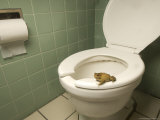 An Eastern American Toad in a Motel Room Bathroom Photographic Print by Joel Sartore