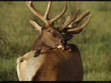 Brown-Headed Cowbird Stands Ready to Help an Elk Groom Itself Photographic Print by Raymond Gehman