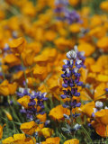 Poppies and Lupine Flowers in a Santa Barbara Field Impressão fotográfica por Marc Moritsch Poppies and Lupine Flowers in a Santa Barbara Field Impressão fotográfica por Marc Moritsch