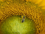 Close View of a Bee Pollinating a Sunflower Impressão fotográfica por Jonathan Blair
