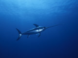Solitary Broadbill Swordfish Swimming in a Sea of Blue Photographie par Brian J. Skerry