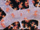 Close View of a Soft Coral Photographie par Wolcott Henry