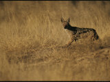 Black-Backed Jackal in a Field of Dried Grasses on the Kalahari Photographic Print by Mattias Klum