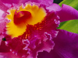 Close View of a Bright Pink Cattleya Orchid Impressão fotográfica por Jonathan Blair