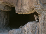 Mountain Lion Peeks Out of a Cave Opening Photographic Print by Tom Murphy