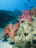 Close View of Soft Corals in a Reef Photographie par Wolcott Henry