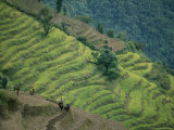 Nepalese Farmers Plowing Terraced Fields with Oxen Photographie par Skip Brown