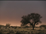 Twilight Landscape in the Kalahari Gemsbok National Park Photographic Print by Mattias Klum