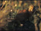 Yellow Mongoose in Shadowy Afternoon Light Photographic Print by Mattias Klum