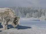 View of an Ice-Encrusted American Bison Photographic Print by Tom Murphy