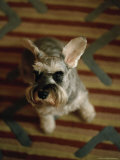 Miniature Schnauzer Dog Looks at the Camera Photographic Print by Eightfish