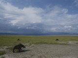 Rhinoceroses Graze in the Crater Photographie par Skip Brown