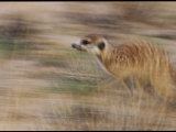 Meerkat on the Run Photographic Print by Mattias Klum