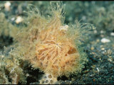 Close View of a Striated Frogfish Photographie par Wolcott Henry