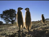 Meerkats Start Each Day with a Sunbath to Lift the Night's Chill Photographic Print by Mattias Klum
