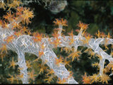 Close View of a Soft Coral Photographie par Wolcott Henry