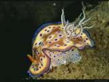 Close View of a Colorful Chromodoris Kuniei Nudibranch Photographie par Wolcott Henry