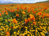 California Poppies and Goldfields Dance in the Wind After a Rainfall Impressão fotográfica por Jonathan Blair
