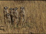 Group of Meerkats Stand Guard in a Field Photographic Print by Mattias Klum