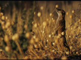 Meerkat Stands Amid Dry Weeds in a Field Photographic Print by Mattias Klum