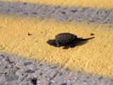 Baby Snapping Turtle Crossing a Road Photographic Print by Heather Perry Baby Snapping Turtle Crossing a Road Photographic Print by Heather Perry