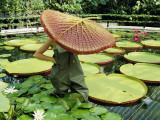 The Cut Pad of a Victoria Amazonica Lily Covers a Gardener's Head Photographie par Jonathan Blair