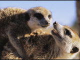 Two Meerkats Wrestle Playfully Photographic Print by Mattias Klum