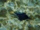 Manta Ray Glides Through the Coral Waters of the Barrier Reef Photographic Print by Bobby Haas