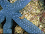 Small Crab Crawls Across a Blue Starfish Photographic Print by Wolcott Henry