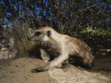 Side View of a Meerkat Creeping on All Fours Over Asandy Mound Photographic Print by Mattias Klum