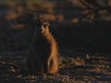 Plump Meerkat Sits Upon Desert Sands Photographic Print by Mattias Klum