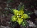 Close View of Euphorbia Himalayensis Photographie par Anne Keiser