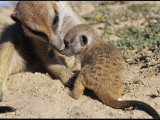 An Adult Meerkat Grooms a Meerkat Pup's Face Photographic Print by Mattias Klum